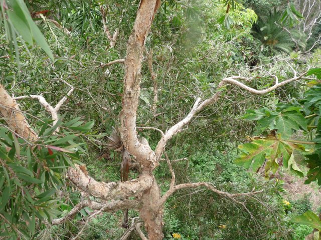 Paperbark, put to many uses by Sydney Koories